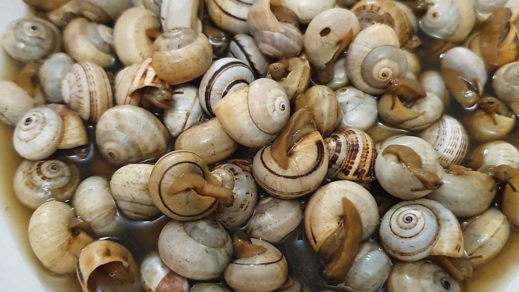 ruta caracol bornos 2021 0
