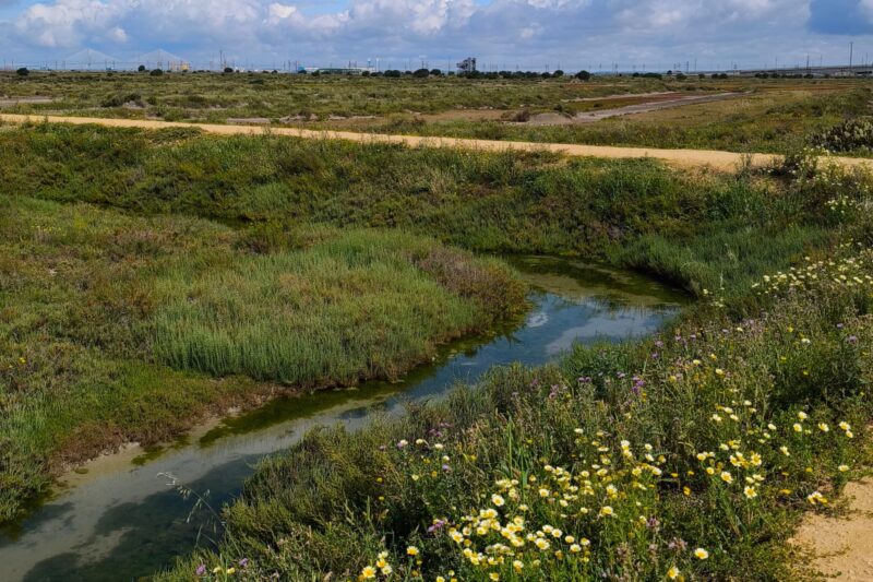 2 senderos en la Bahía de Cádiz para disfrutar de la naturaleza en familia